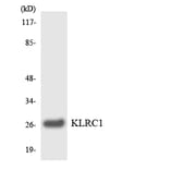 Western Blot - Anti-KLRC1 Antibody (R12-2957) - Antibodies.com