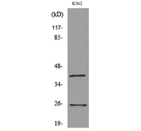 Western Blot - Anti-KLRB1 Antibody (C30502) - Antibodies.com