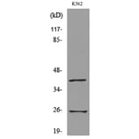 Western Blot - Anti-KLRB1 Antibody (C30502) - Antibodies.com