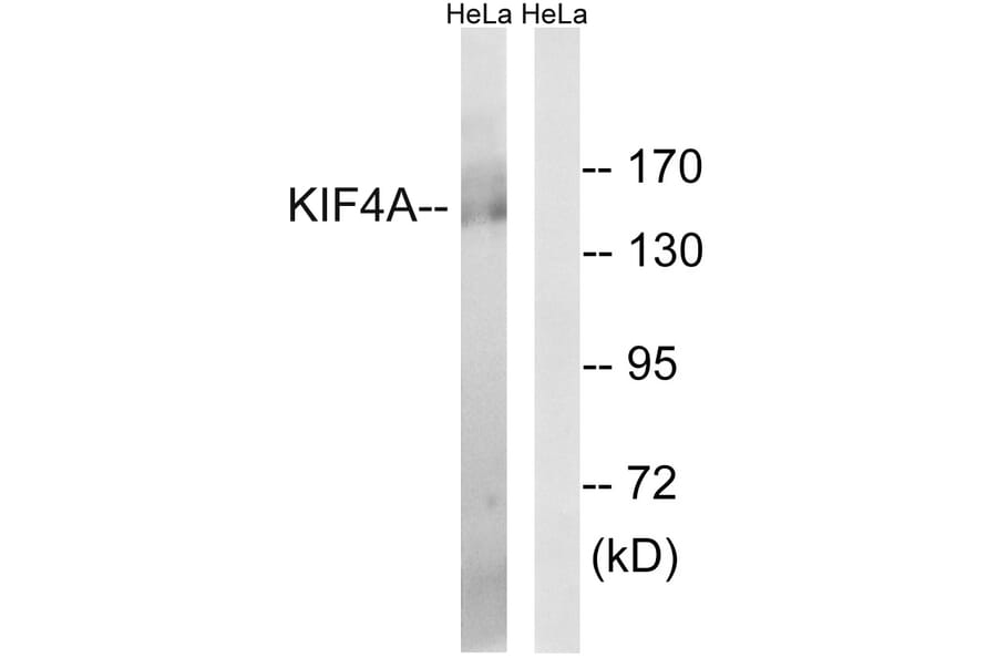 Western Blot - Anti-KIF4A Antibody (C15124) - Antibodies.com