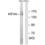 Western Blot - Anti-KIF4A Antibody (C15124) - Antibodies.com