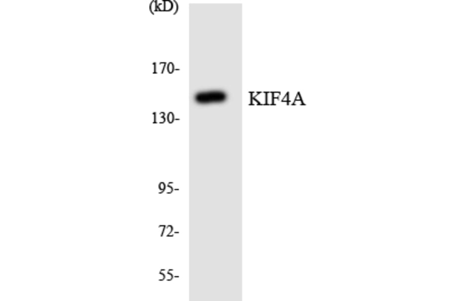 Western Blot - Anti-KIF4A Antibody (R12-2952) - Antibodies.com