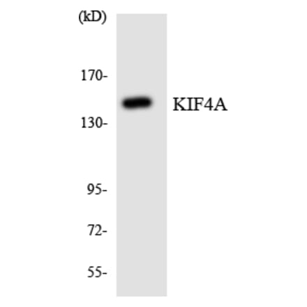 Western Blot - Anti-KIF4A Antibody (R12-2952) - Antibodies.com
