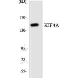 Western Blot - Anti-KIF4A Antibody (R12-2952) - Antibodies.com