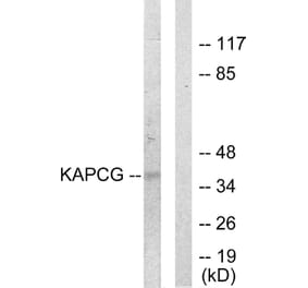 Western Blot - Anti-KAPCG Antibody (C10451) - Antibodies.com