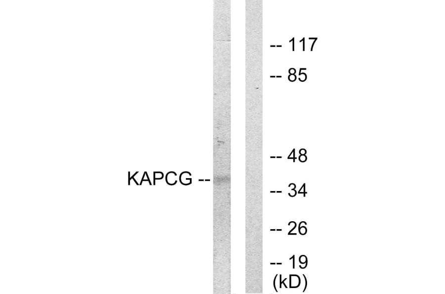 Western Blot - Anti-KAPCG Antibody (C10451) - Antibodies.com