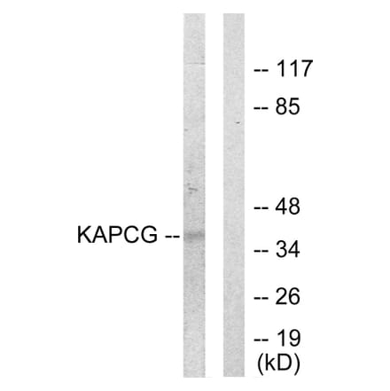 Western Blot - Anti-KAPCG Antibody (C10451) - Antibodies.com
