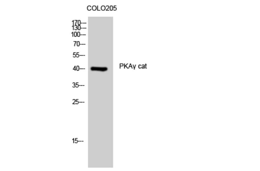 Western Blot - Anti-KAPCG Antibody (C10451) - Antibodies.com