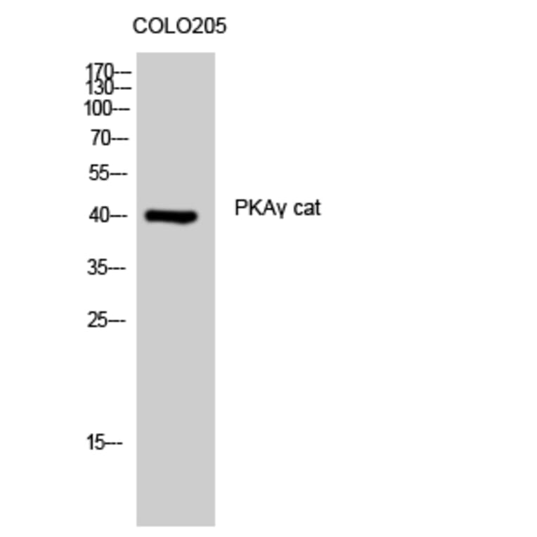 Western Blot - Anti-KAPCG Antibody (C10451) - Antibodies.com