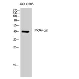Western Blot - Anti-KAPCG Antibody (C10451) - Antibodies.com