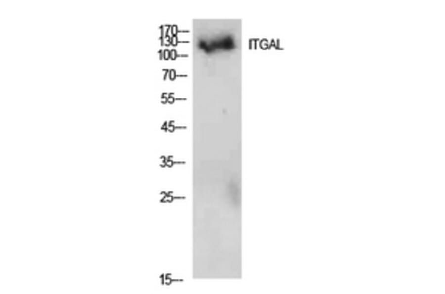 Western Blot - Anti-ITGAL Antibody (C30325) - Antibodies.com