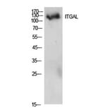 Western Blot - Anti-ITGAL Antibody (C30325) - Antibodies.com