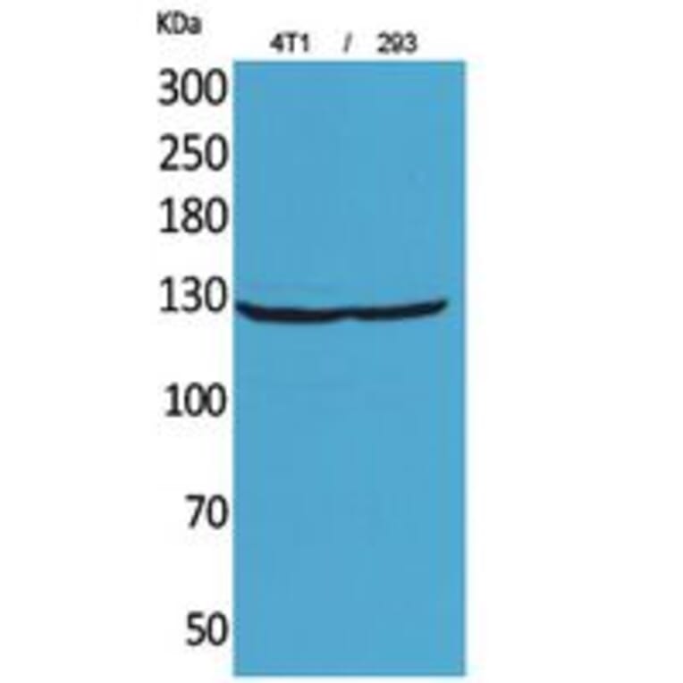 Western Blot - Anti-ITGAD Antibody (C30328) - Antibodies.com