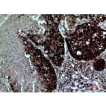 Immunohistochemistry - Anti-ITGAD Antibody (C30328) - Antibodies.com