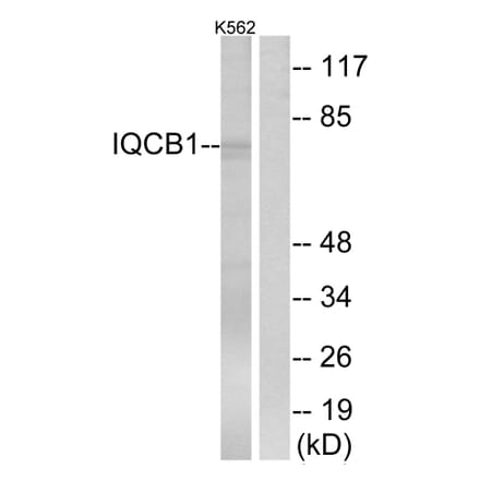 Western Blot - Anti-IQCB1 Antibody (C16402) - Antibodies.com