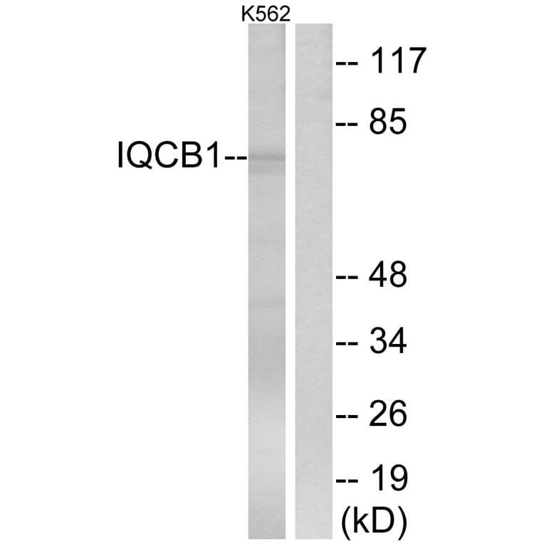 Western Blot - Anti-IQCB1 Antibody (C16402) - Antibodies.com