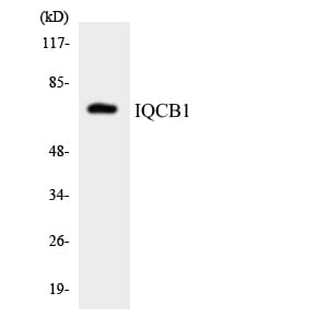 Western blot analysis of the lysates from HepG2 cells using Anti-IQCB1 Antibody.