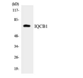 Western Blot - Anti-IQCB1 Antibody (R12-2929) - Antibodies.com