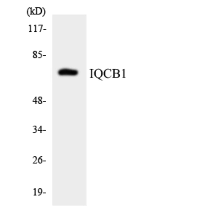 Western Blot - Anti-IQCB1 Antibody (R12-2929) - Antibodies.com