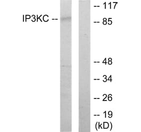 Western Blot - Anti-IP3KC Antibody (C11487) - Antibodies.com