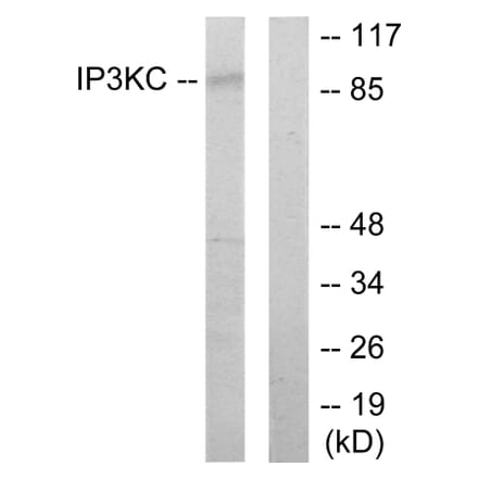Western Blot - Anti-IP3KC Antibody (C11487) - Antibodies.com
