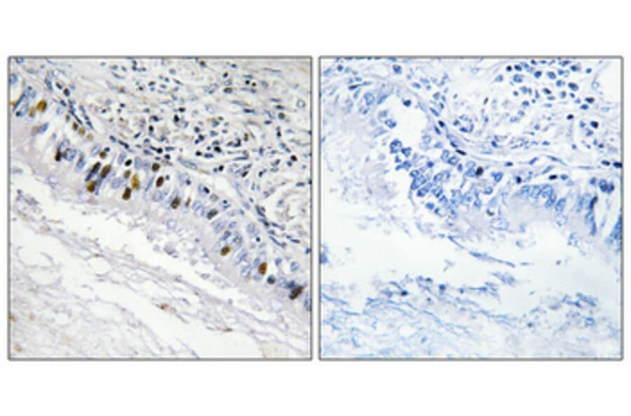 Immunohistochemistry - Anti-IP3KC Antibody (C11487) - Antibodies.com