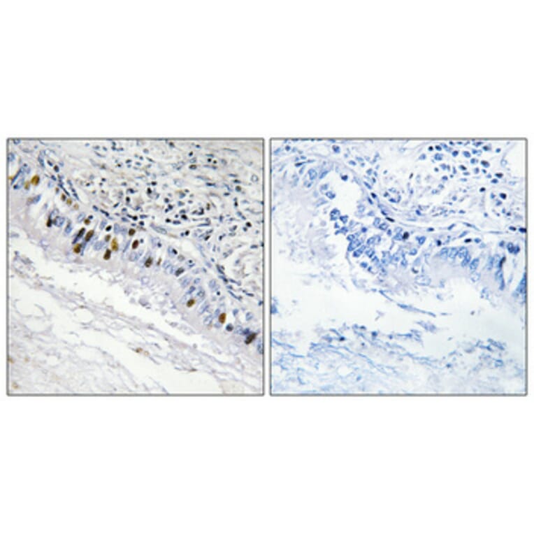 Immunohistochemistry - Anti-IP3KC Antibody (C11487) - Antibodies.com