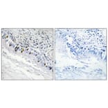 Immunohistochemistry - Anti-IP3KC Antibody (C11487) - Antibodies.com