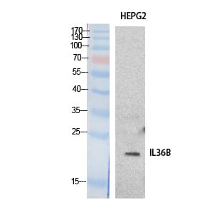 Western blot analysis of extracts from HepG2 cells using Anti-IL36B Antibody.