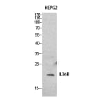 Western Blot - Anti-IL36B Antibody (C30613) - Antibodies.com