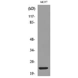 Western Blot - Anti-IL28A Antibody (C30673) - Antibodies.com