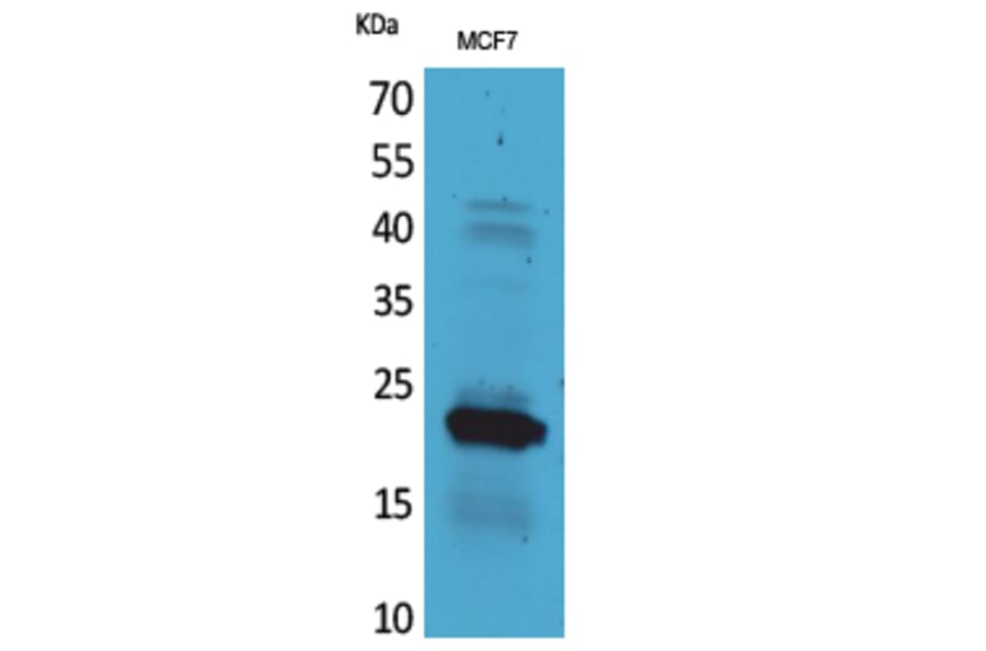 Western Blot - Anti-IL28A Antibody (C30673) - Antibodies.com