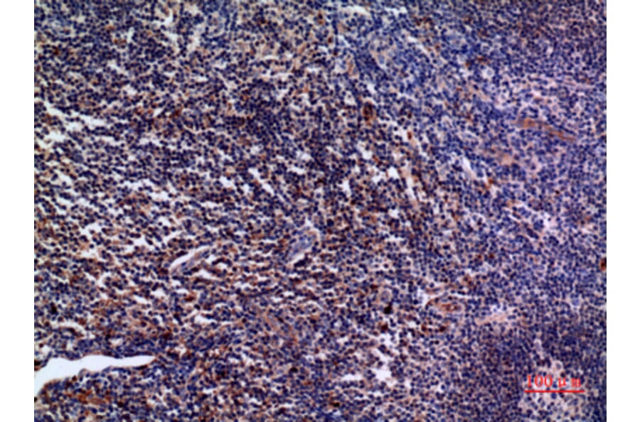 Immunohistochemistry - Anti-IL28A Antibody (C30673) - Antibodies.com