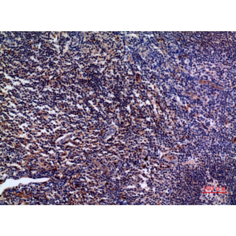 Immunohistochemistry - Anti-IL28A Antibody (C30673) - Antibodies.com