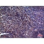 Immunohistochemistry - Anti-IL28A Antibody (C30673) - Antibodies.com