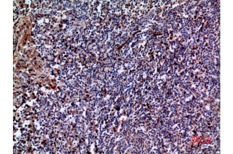 Immunohistochemistry - Anti-IL28A Antibody (C30673) - Antibodies.com