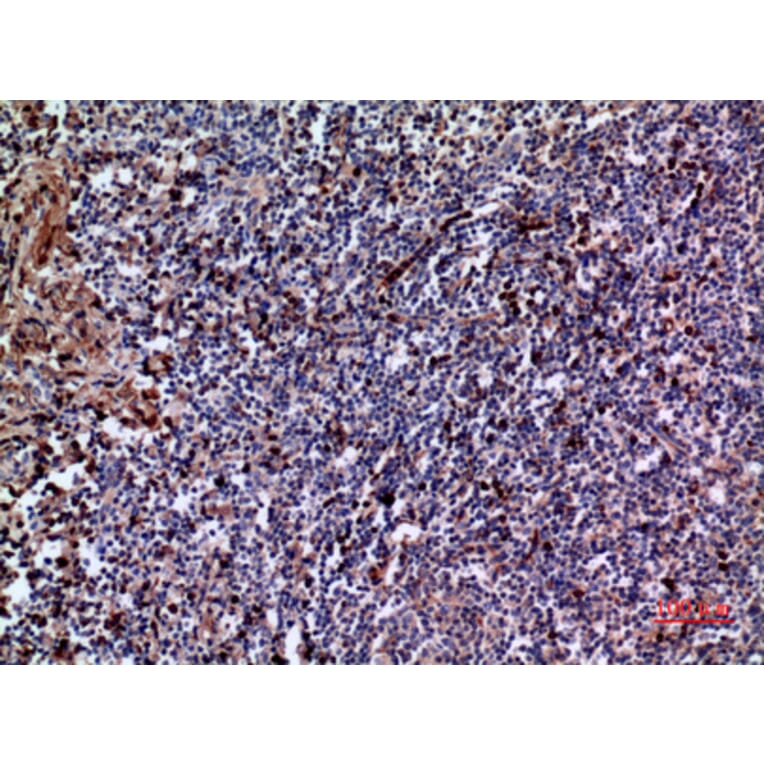 Immunohistochemistry - Anti-IL28A Antibody (C30673) - Antibodies.com