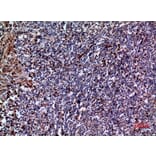 Immunohistochemistry - Anti-IL28A Antibody (C30673) - Antibodies.com