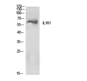 Western Blot - Anti-IL1R1 Antibody (C30422) - Antibodies.com