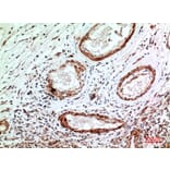 Immunohistochemistry - Anti-IL1R1 Antibody (C30422) - Antibodies.com