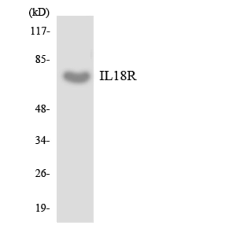 Western Blot - Anti-IL18R Antibody (R12-2921) - Antibodies.com