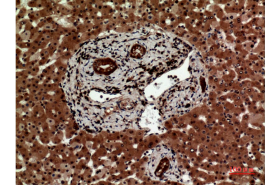 Immunohistochemistry - Anti-IL12A Antibody (C30103) - Antibodies.com