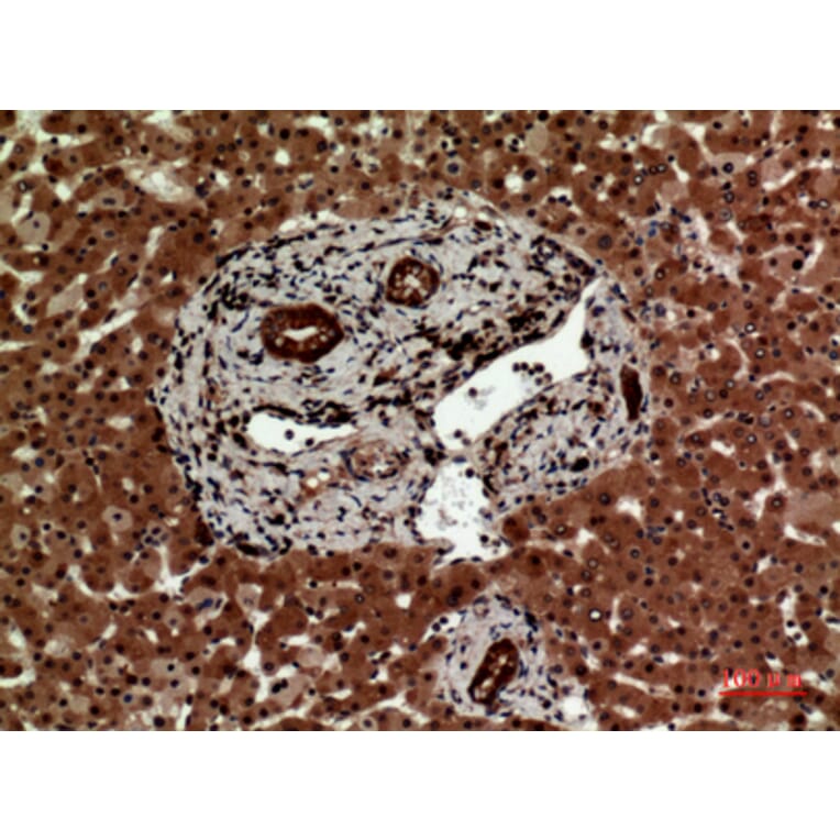 Immunohistochemistry - Anti-IL12A Antibody (C30103) - Antibodies.com