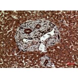 Immunohistochemistry - Anti-IL12A Antibody (C30103) - Antibodies.com