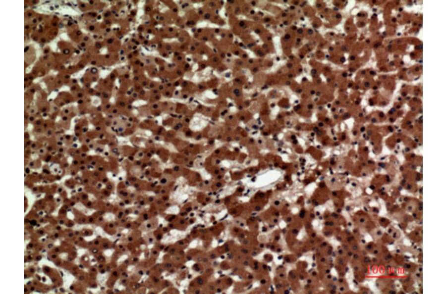 Immunohistochemistry - Anti-IL12A Antibody (C30103) - Antibodies.com