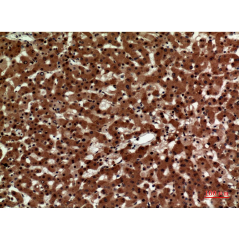 Immunohistochemistry - Anti-IL12A Antibody (C30103) - Antibodies.com