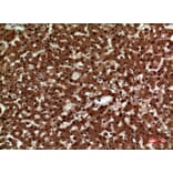 Immunohistochemistry - Anti-IL12A Antibody (C30103) - Antibodies.com