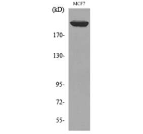 Western Blot - Anti-IGF2R Antibody (C30461) - Antibodies.com