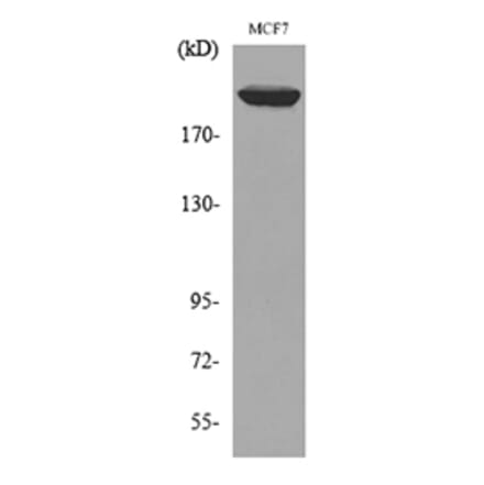Western Blot - Anti-IGF2R Antibody (C30461) - Antibodies.com