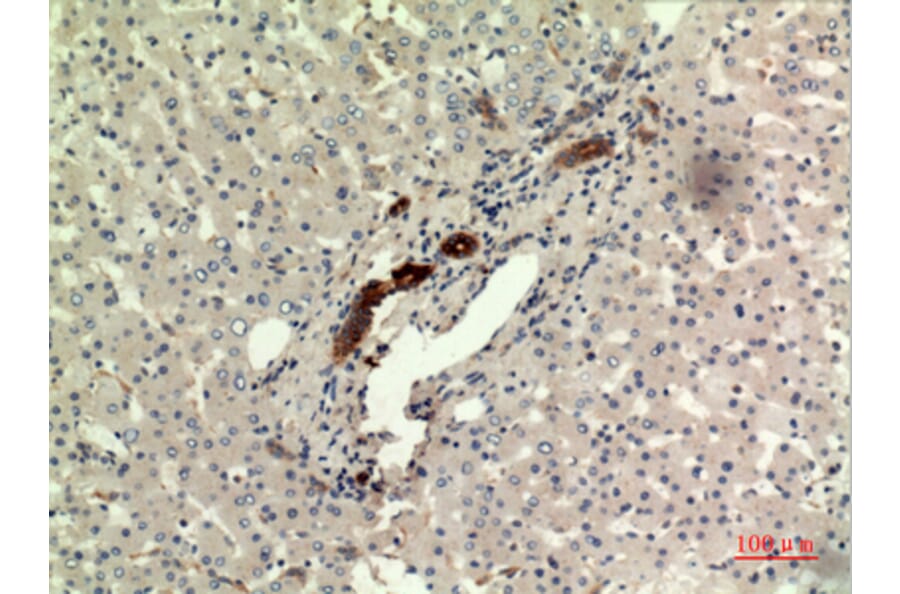 Immunohistochemistry - Anti-IFNW1 Antibody (C30712) - Antibodies.com